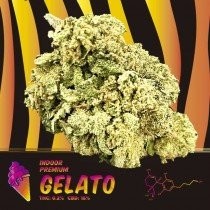 Gelato CBD Indoor ( 3gr )