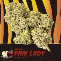 Pink Lady CBD Indoor ( 3gr )