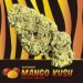 Mango Kush CBD Indoor ( 3gr )