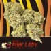 Pink Lady CBD Indoor ( 3gr )
